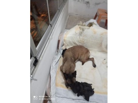 A kalite malinois siyah sevenlere