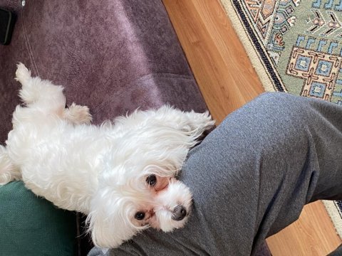 Maltese terrier