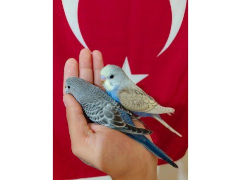 Ev üretimi yeni yeme düşmüş bebek muhabbetler