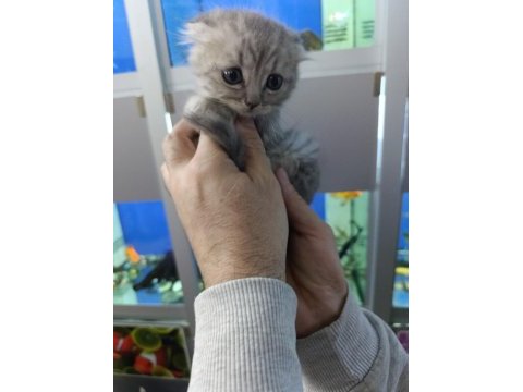 55 günlük iki erkek bir dişi scottish fold yavrular