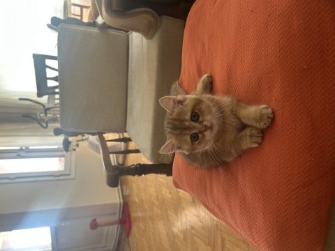 British shorthair yavruma ömürlük yuva arıyorum