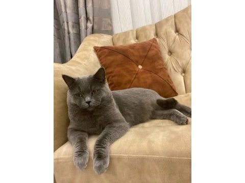 3 yaşında erkek kısır uysal british shorthair