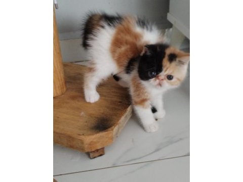 Cfa kayıtlı anne ve baba yavru exotic