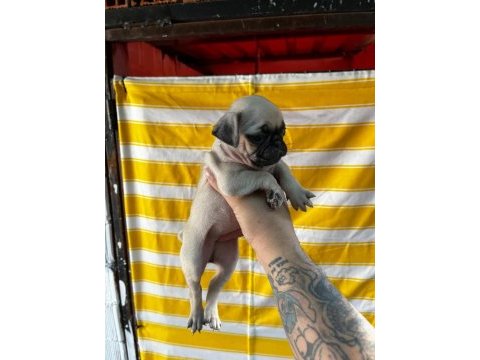 A kalite ırk garantili pug bebekler
