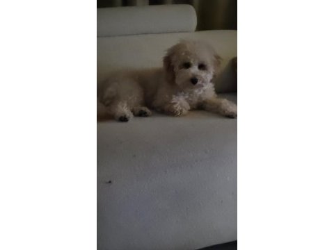 Toy poodle erkek 6 aylık