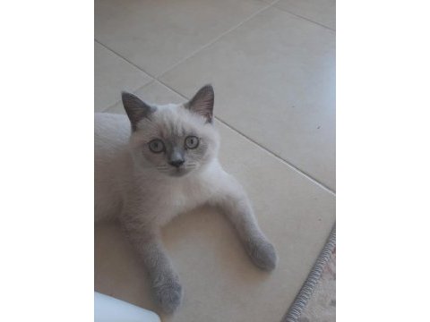 2 yaşında british shorthair kedimiz yuvasını arıyor