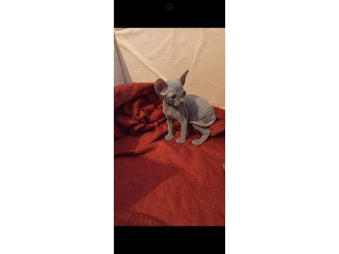0 tüy sfenks kedisi van ve çevresi uygun