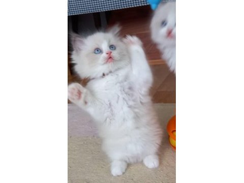 Safkan ragdoll bebekler