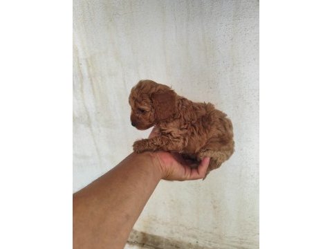 Toy poodle bebişler
