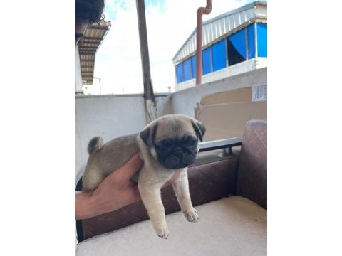 Sağlıklı pug mops yavrularımız