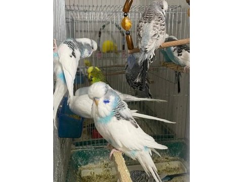 Jumbo muhabbet kuşları siirt merkez