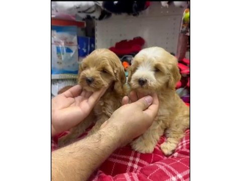 Maltipoo yavrularımız ırk ve sağlık garantili