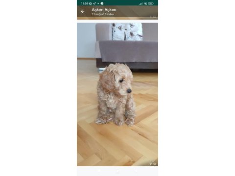 3 aylık güzel kızımız yeni ailesini bekliyor toy poodle