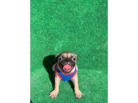 Safkan orjinal dişi ve erkek pug mops yavrular