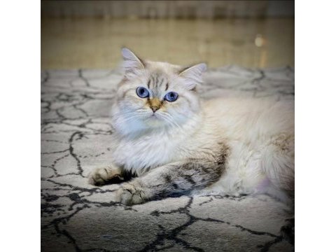 Lynx point british longhair ücretsiz