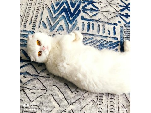 2.5 yaşındaki scottish fold kızım