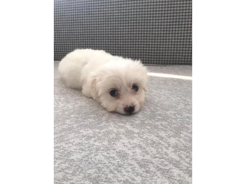 Sıfır numara maltese terrier