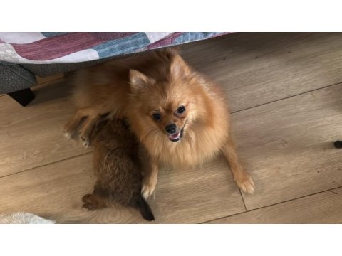 Anne baba kendi köpeğim poodle