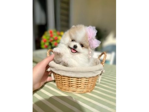 Orijinal pomeranian boo 2 dişi ve 2 erkek bebekler
