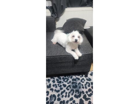 1 yaşında dişi köpeğimiz