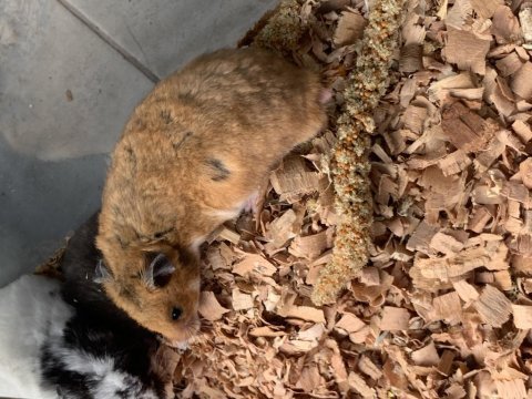 Tatlı minik hamsterlar