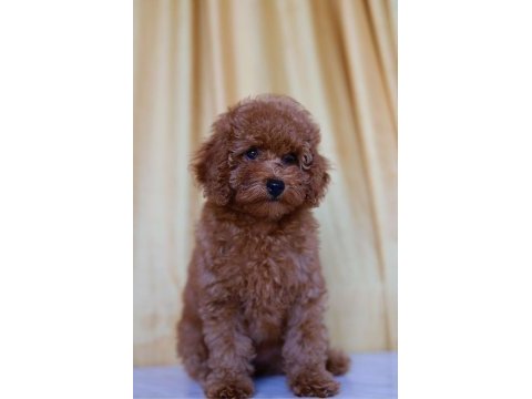 Orjinal toy poodle yavruları 2.5 aylık