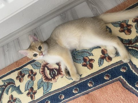 Golden tabby british shorthair