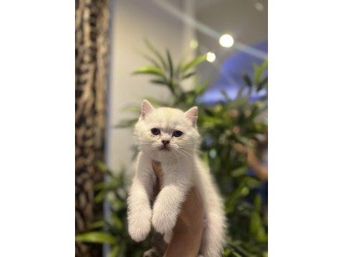 Sevimli brıtısh shorthair yavrularım 