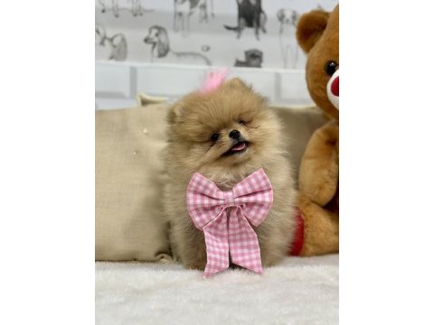 Mini teddy bear pomeranian boo