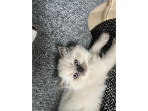 British shorthair yavrularımıza ömürlük yuva arıyorum