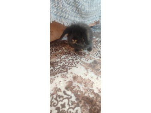 Hollanda lop ve aslan baş tavşanlar