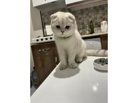 Eşsiz güzellikteki safkan scottish fold