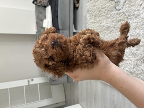 Kore kan teucuo toy poodle