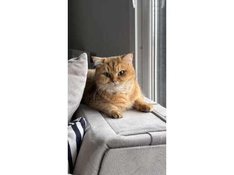 British golden dişi 2 yaş ücretsiz