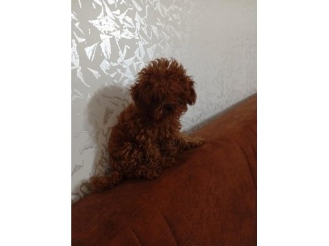 Teacup dişi 5 aylık poodle