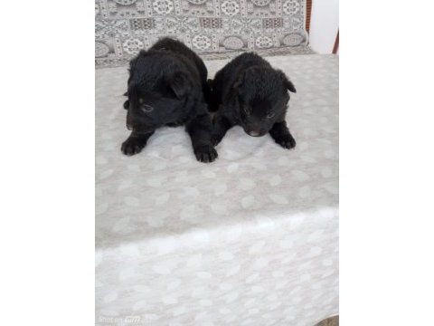 Alman çoban köpeği yavrularımız