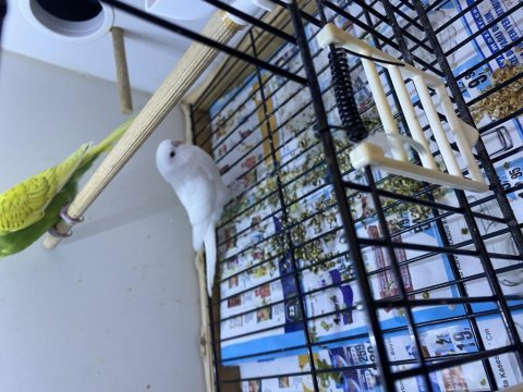 Yavru muhabbet kuşu mükemmel