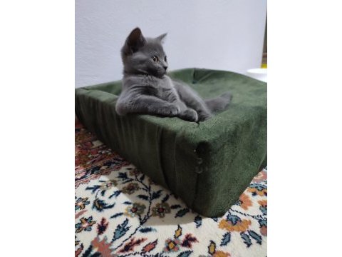 British shorthair yavrularımıza yuva arıyoruz