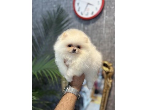 Teddy pomeranian prenses