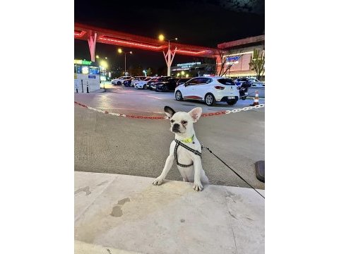 French bulldog aşıları tam kısırlaştırıldı