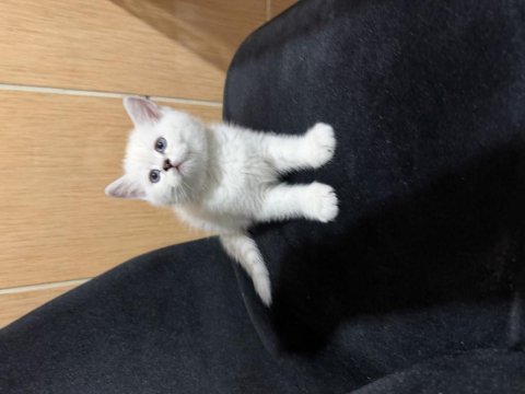 British shorthair paşam hazır
