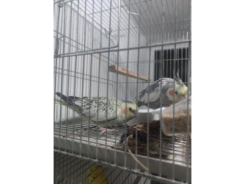 Petshop fiyatına sultan papağanı