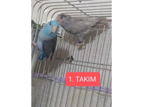 2 takım forpus papağanı