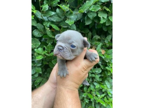 Blue fransız bulldog yavruları