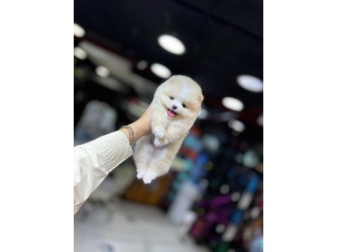 Saf pomeranian boo yavrularının adresi