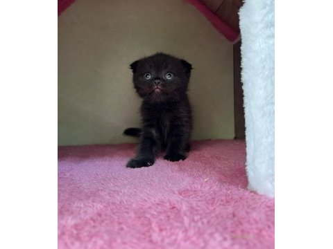 Erkek scottish fold yavru