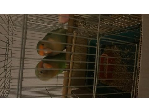 Sevda papağanı yeni çift