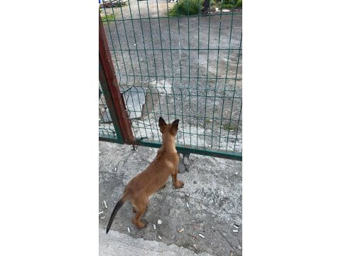 Malinois yavru 4 aylık