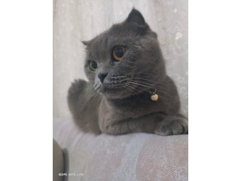 2 yaşında scottish fold duman gri