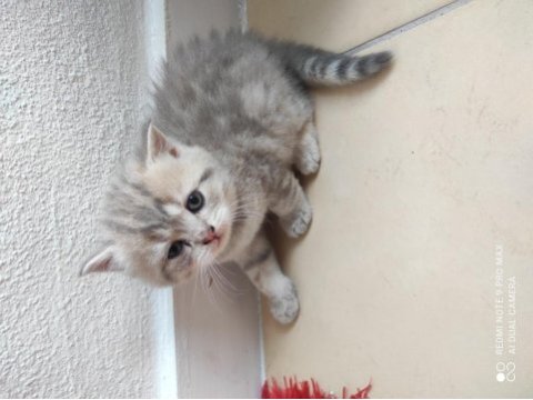 40 günlük british shorthair yavrular